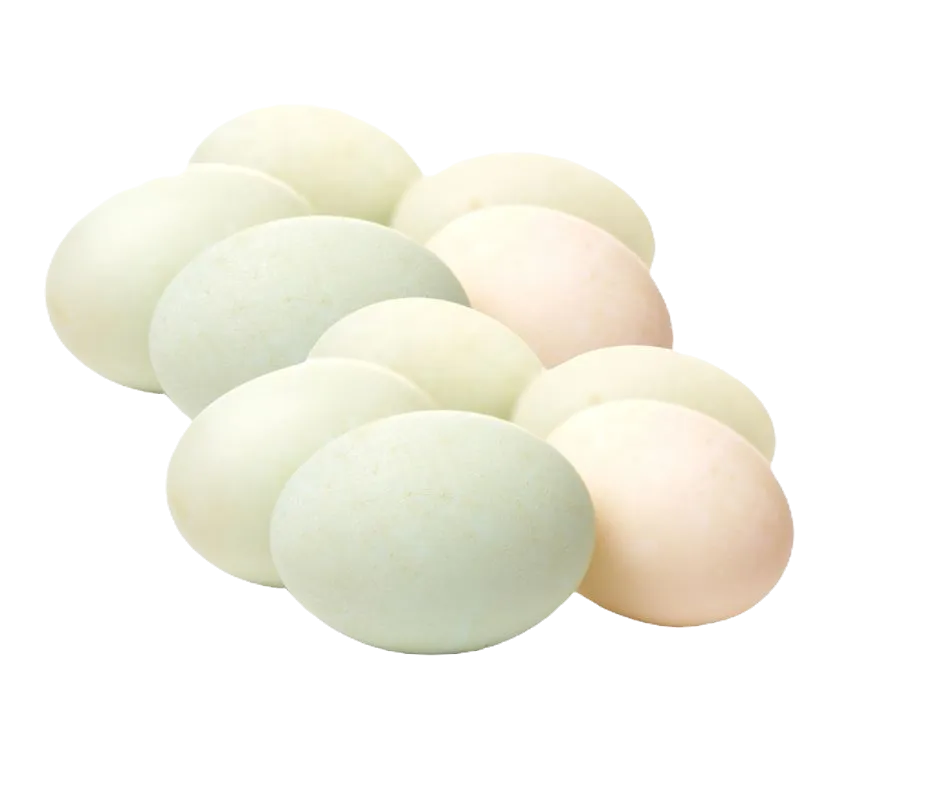 12 Duck Eggs