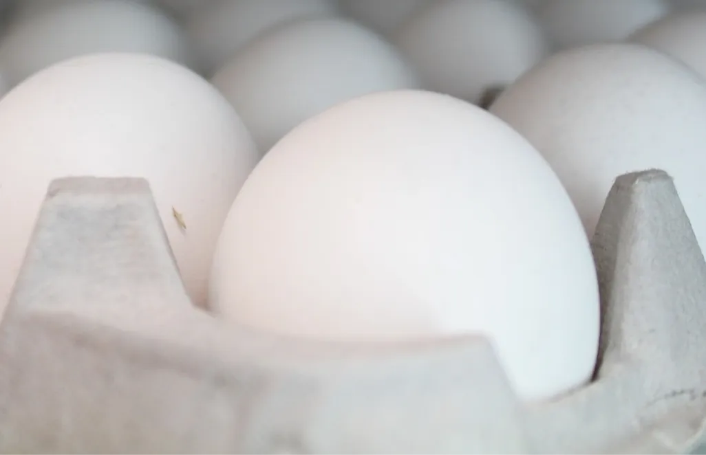 20 eggs - Jumbo White Trays