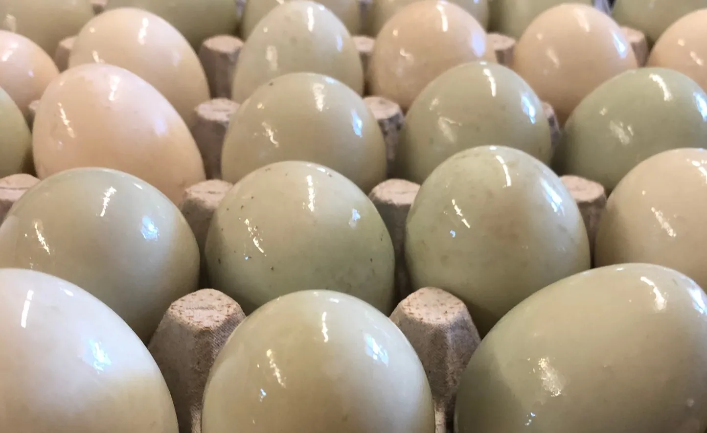 30 Duck Eggs